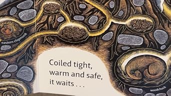 その他 Swirl by Swirl: Spirals in Nature Swirl by Swirl: Spirals in Nature | by: Joyce Sidman | Unit